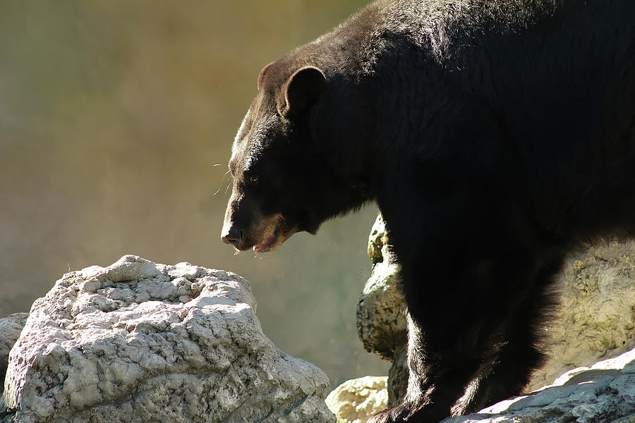 Black Bear On The Rocks Photograph by TnBackroadsPhotos