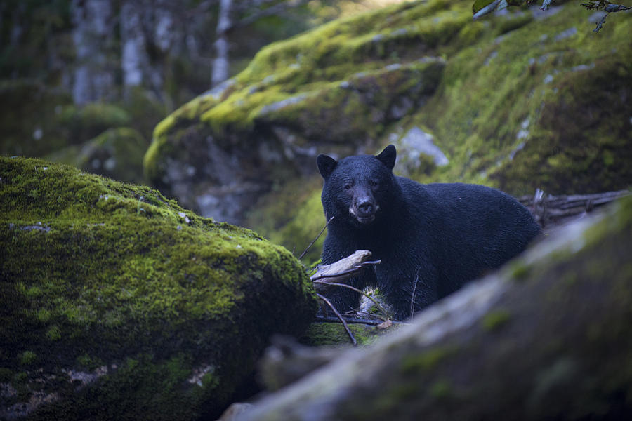 Black Bear on Trail Photograph by Bill Cubitt