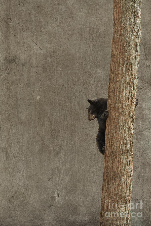 Black bear on tree Photograph by Dan Friend