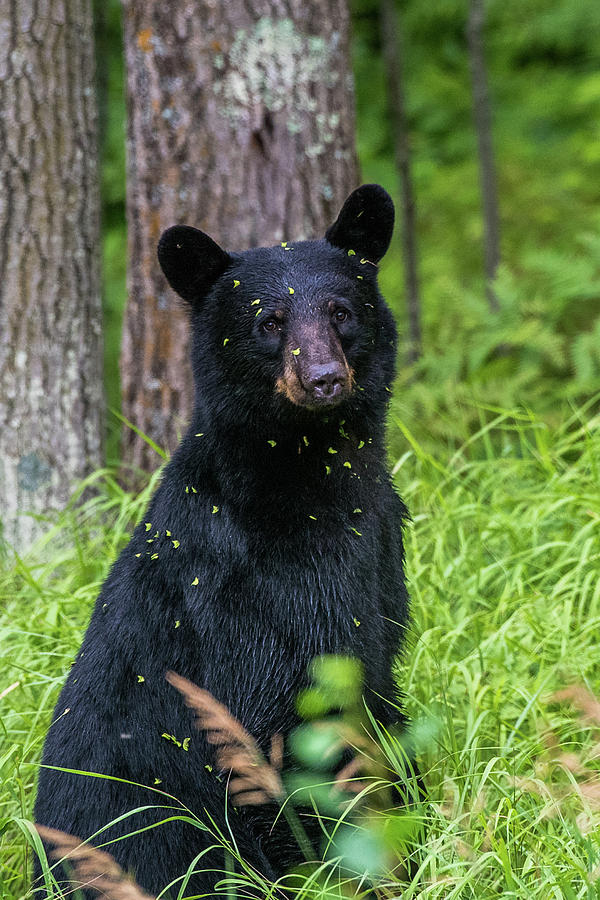 Black Bear Photograph by Paul Freidlund