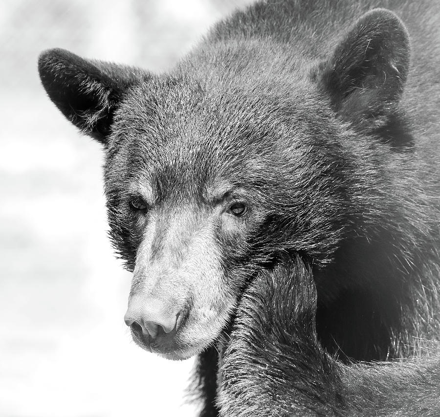 Black Bear Paw Photograph by Athena Mckinzie