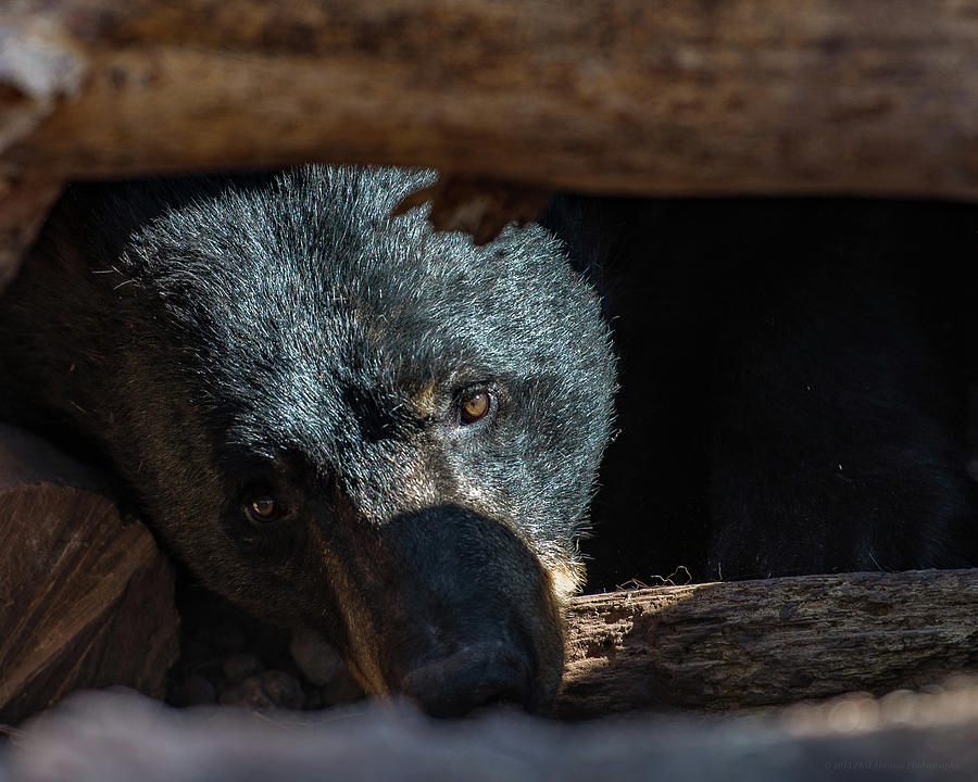 Black Bear Photograph by Phil Abrams
