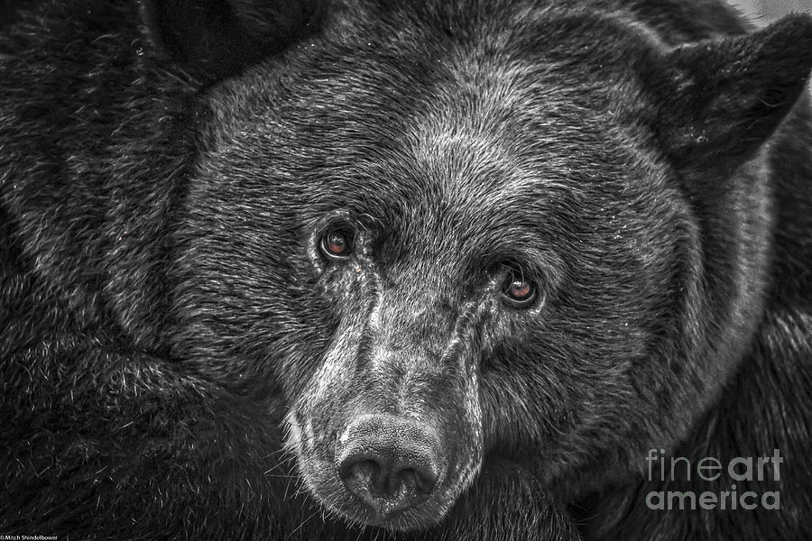 Wildlife Photograph - Black Bear Portrait 3 by Mitch Shindelbower