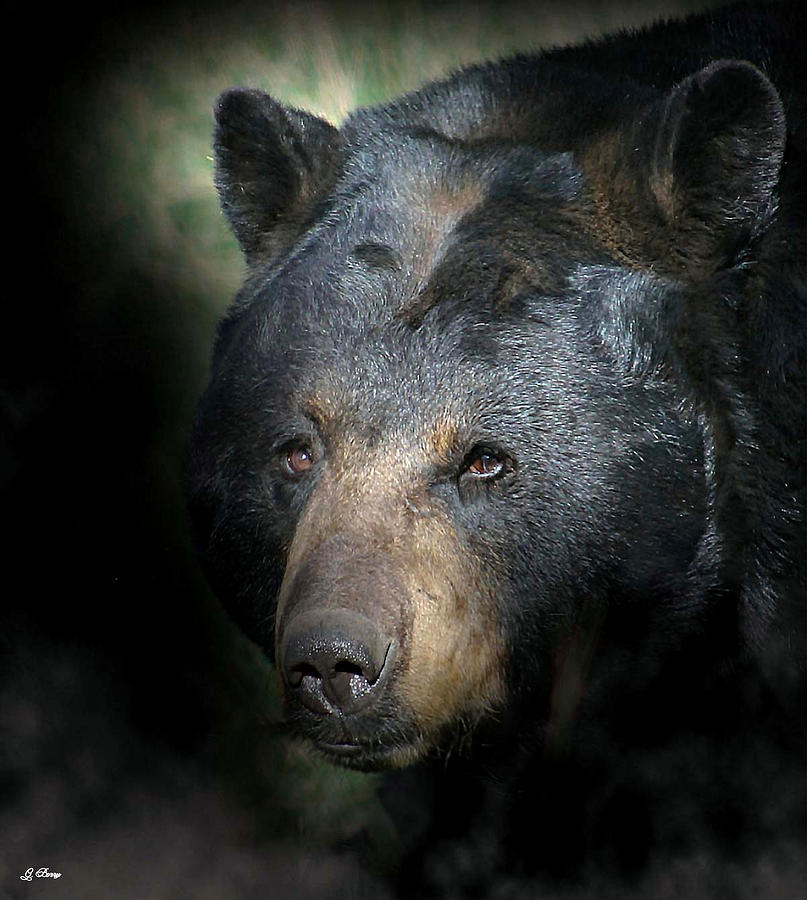 Black Bear Portrait Photograph by Gayle Berry - Fine Art America