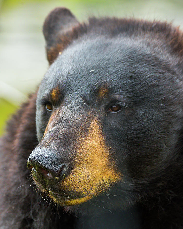 Black bear portrait Photograph by William Krumpelman