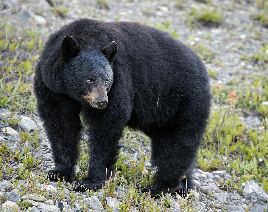 Black Bear Posing Photograph by Shannon Carson
