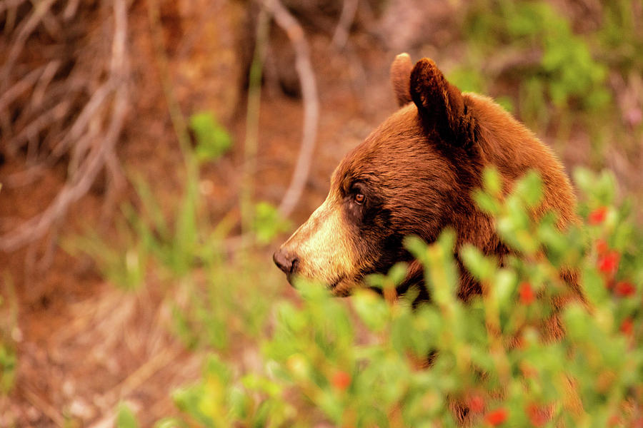 black bear profile