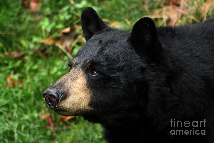 Black Bear Profile Photograph by Nick Gustafson