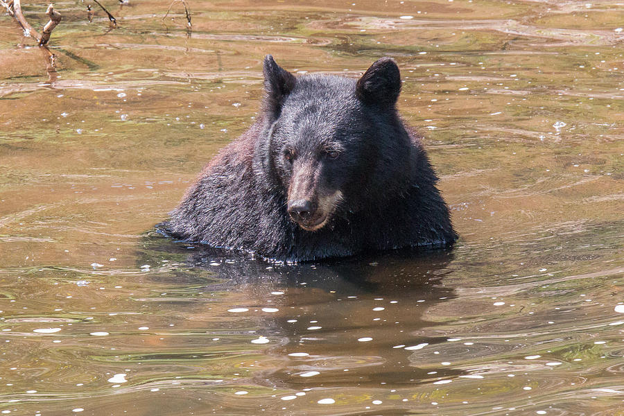 Black Bear Relaxes in a Cool River Photograph by Tony Hake