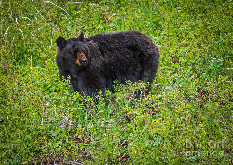 Black Bear Photograph by Robert Bales