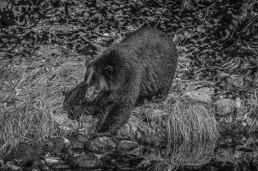 Black Bear Salmon Seeker Photograph by Roxy Hurtubise
