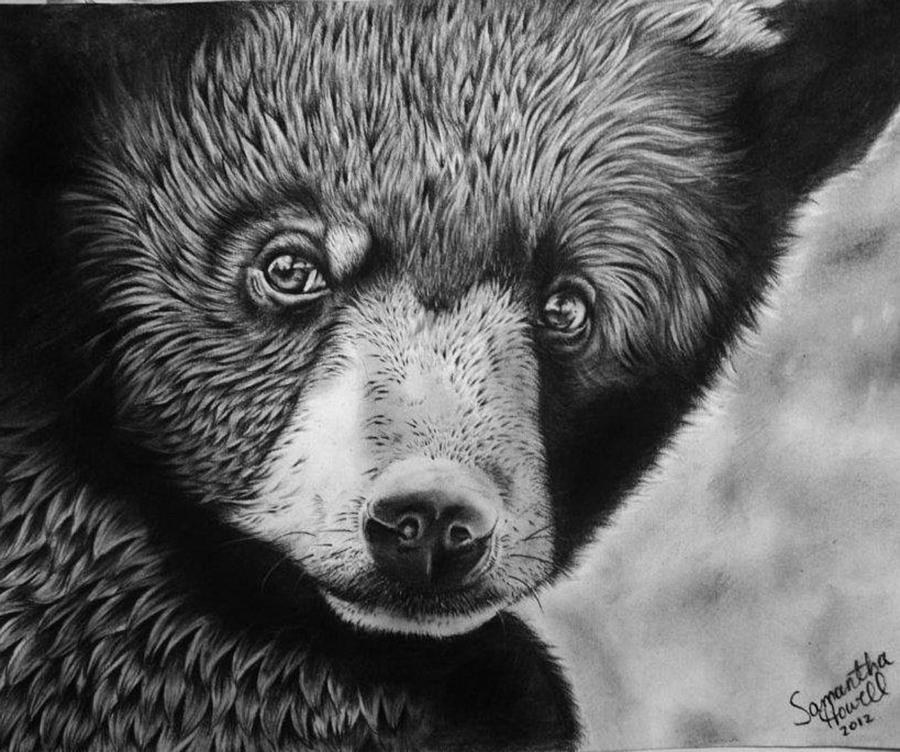 Black Bear Drawing by Samantha Howell