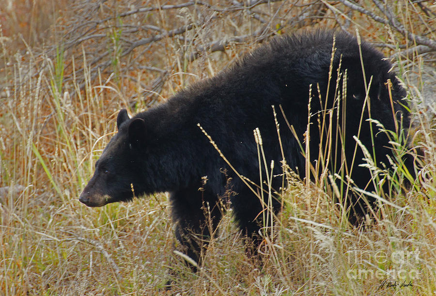 Black Bear-Signed-#5589 Photograph by J L Woody Wooden
