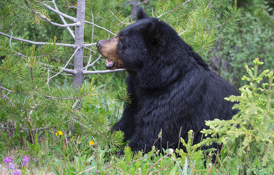 Black Bear Sitting on Rump Photograph by Sam Amato