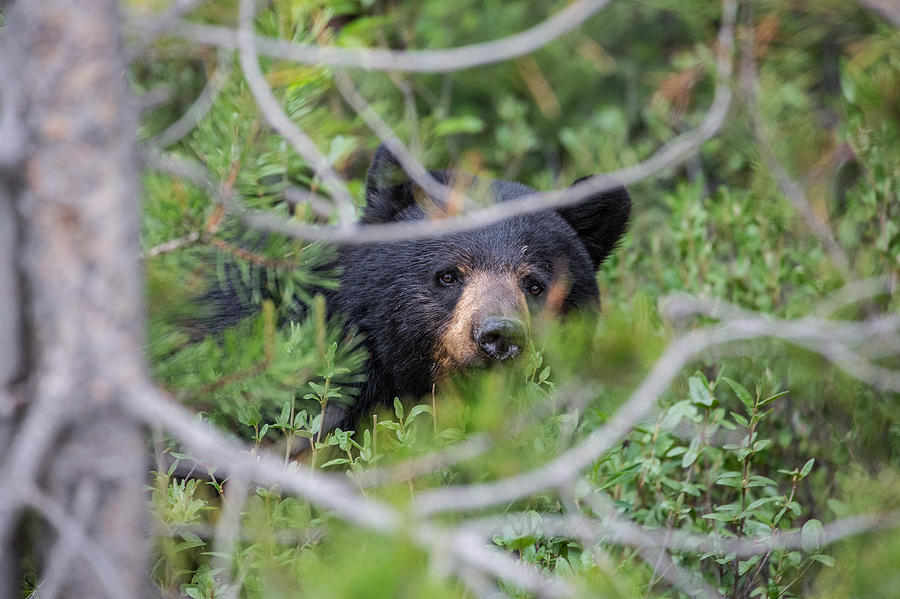 Black Bear Sneaking a peek Photograph by Sam Amato