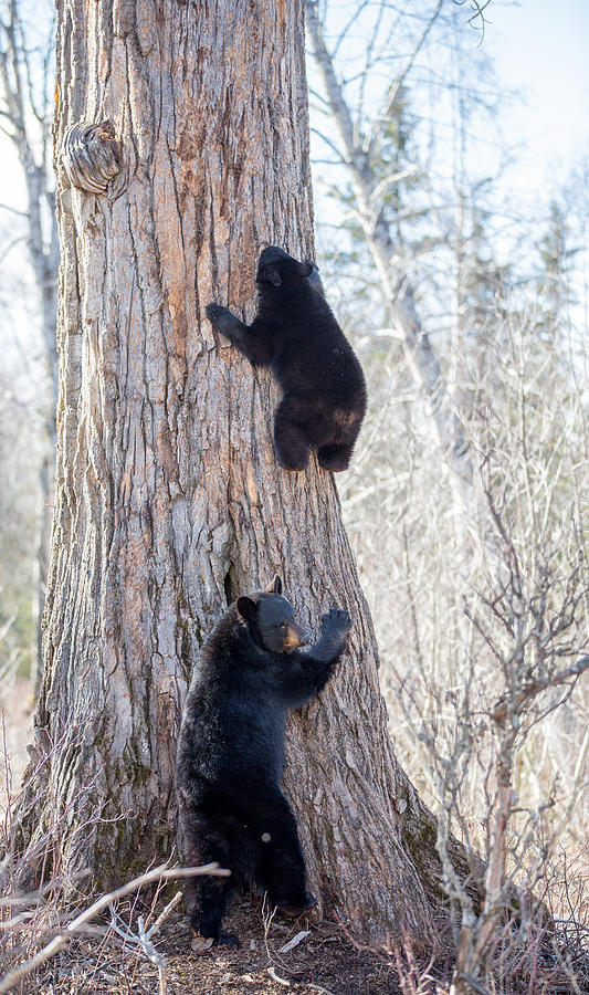 Black Bear Sow and Cub Photograph by Sam Amato