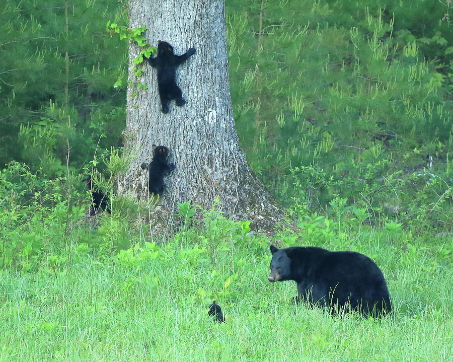 Black Bear sow and four cubs Photograph by Coby Cooper