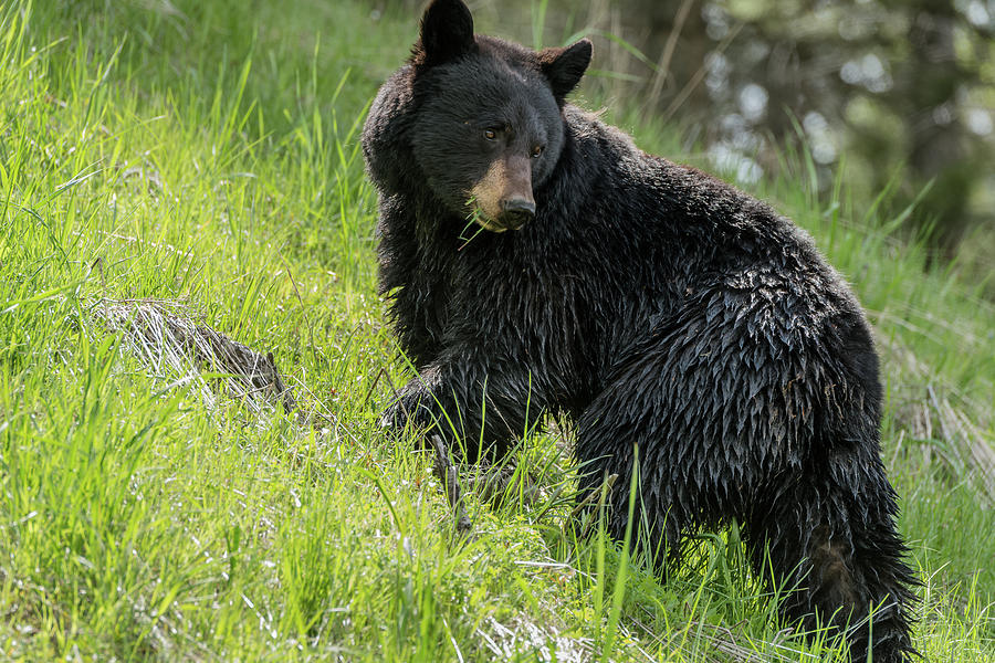 Black Bear Sow Grazing In Spring Photograph by Yeates Photography