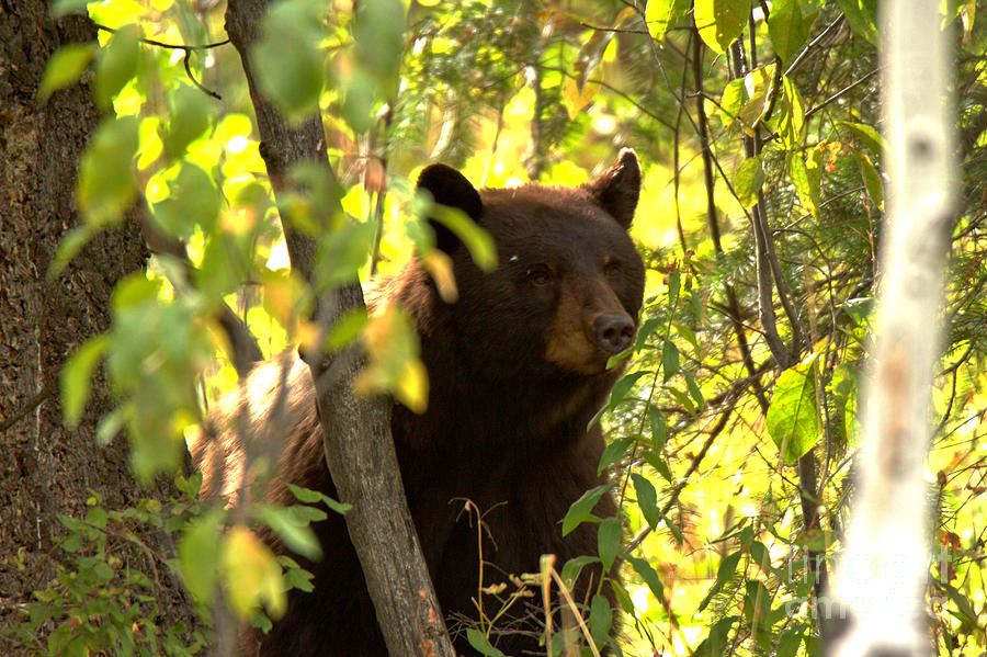 Black Bear Sow In The Tree Photograph by Adam Jewell