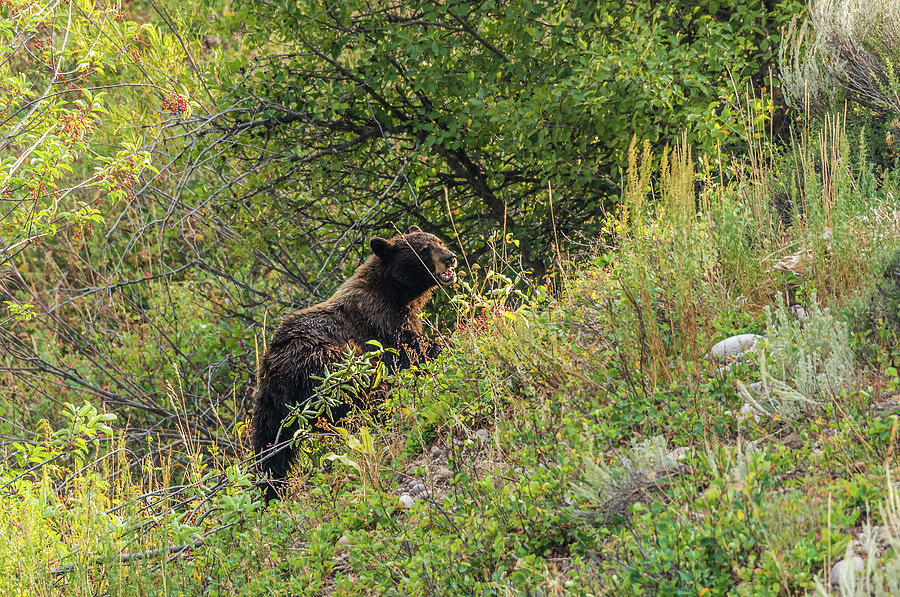 Black Bear Sow On The Hillside Photograph by Yeates Photography