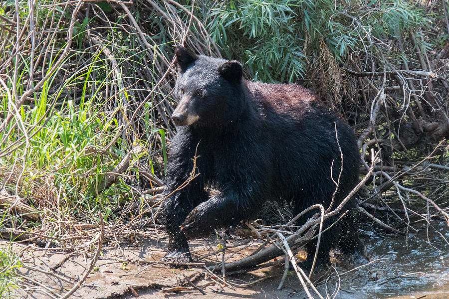 Black Bear Sow Rushes to its Cub Photograph by Tony Hake