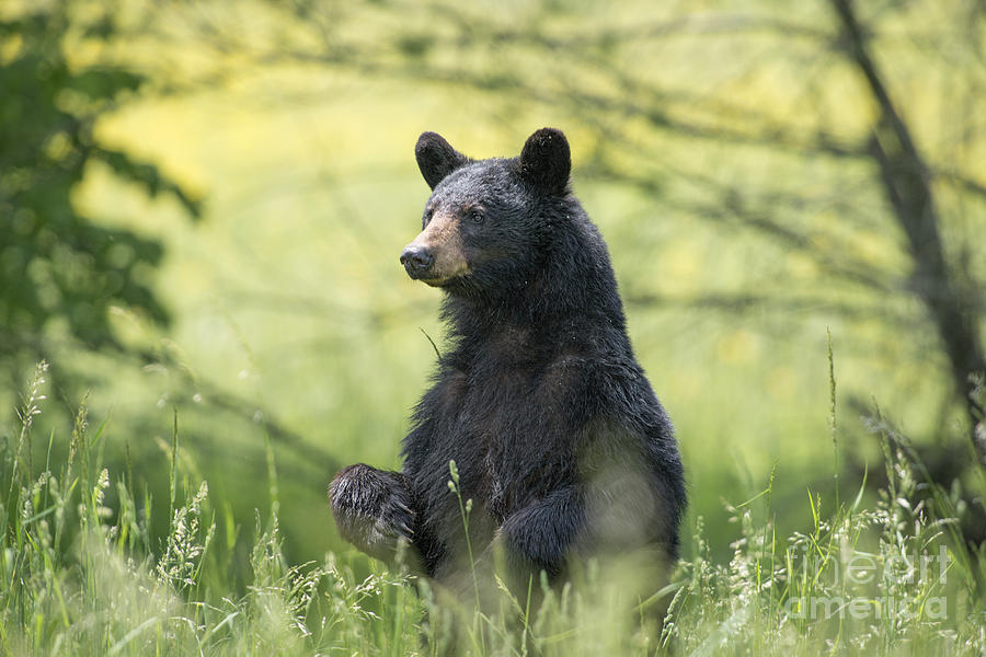 Black bear standing tall Photograph by Dan Friend