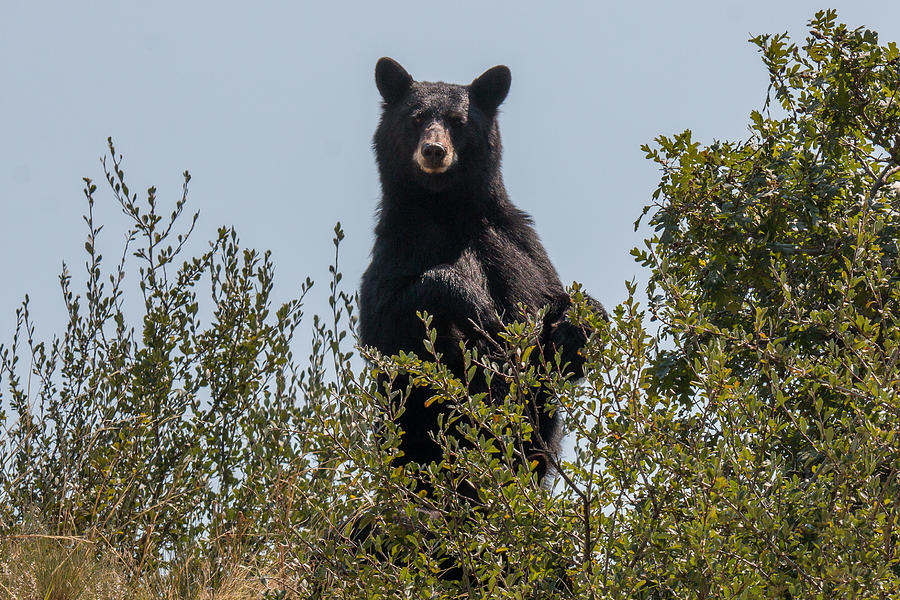 Black Bear Stands Tall Photograph by Tony Hake