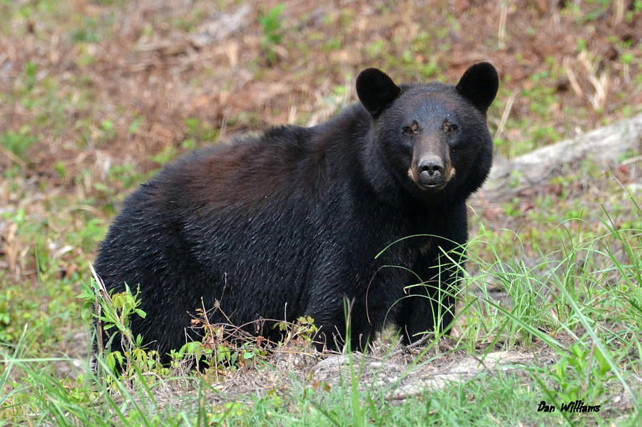 Black Bear Stare.... Photograph by Dan Williams