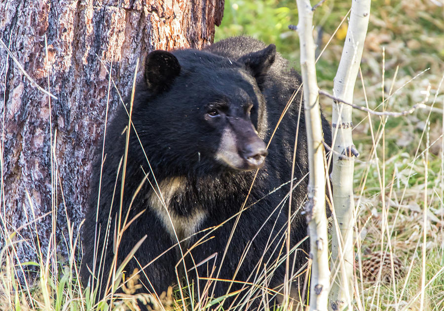 Black Bear Stare Photograph by Marc Crumpler