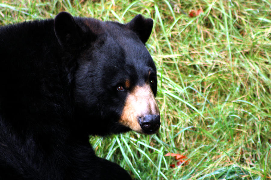 Black Bear Stare Photograph by Nick Gustafson