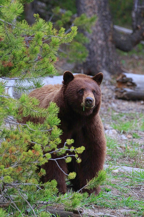 Black Bear Photograph by Steve McKinzie