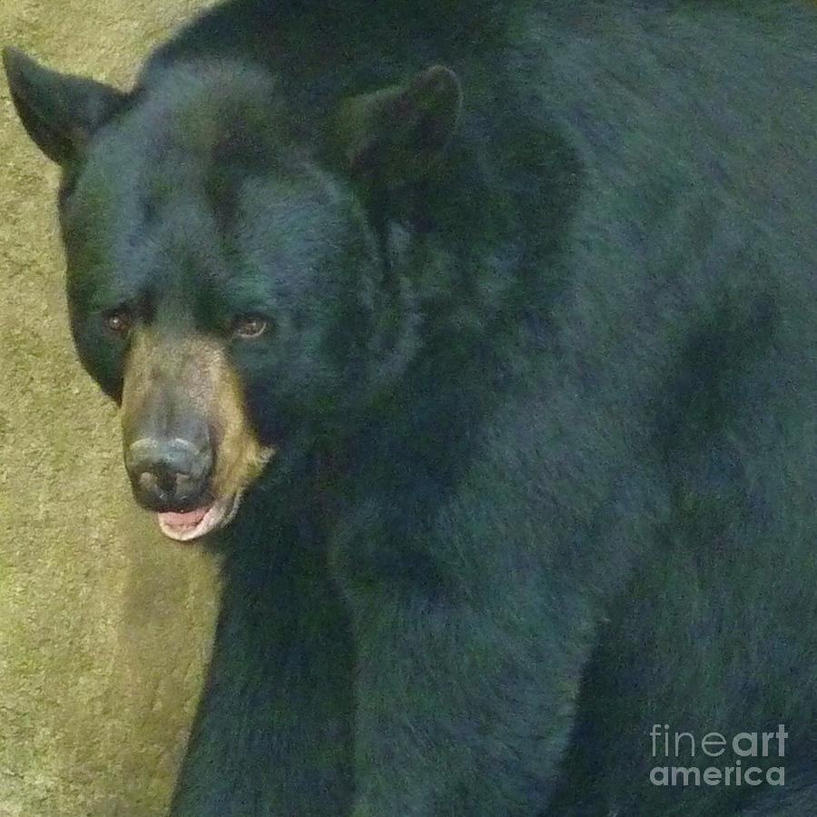 Black Bear Photograph by Susan Garren