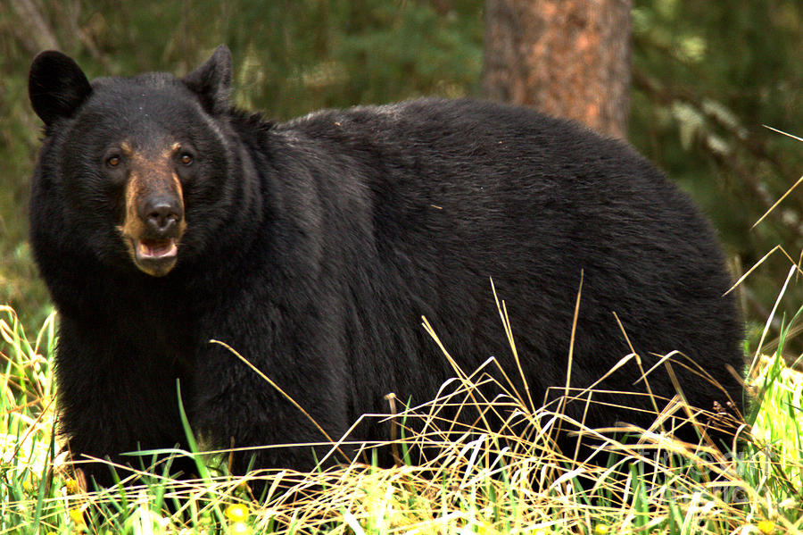 Black Bear Toothy Grin Photograph by Adam Jewell
