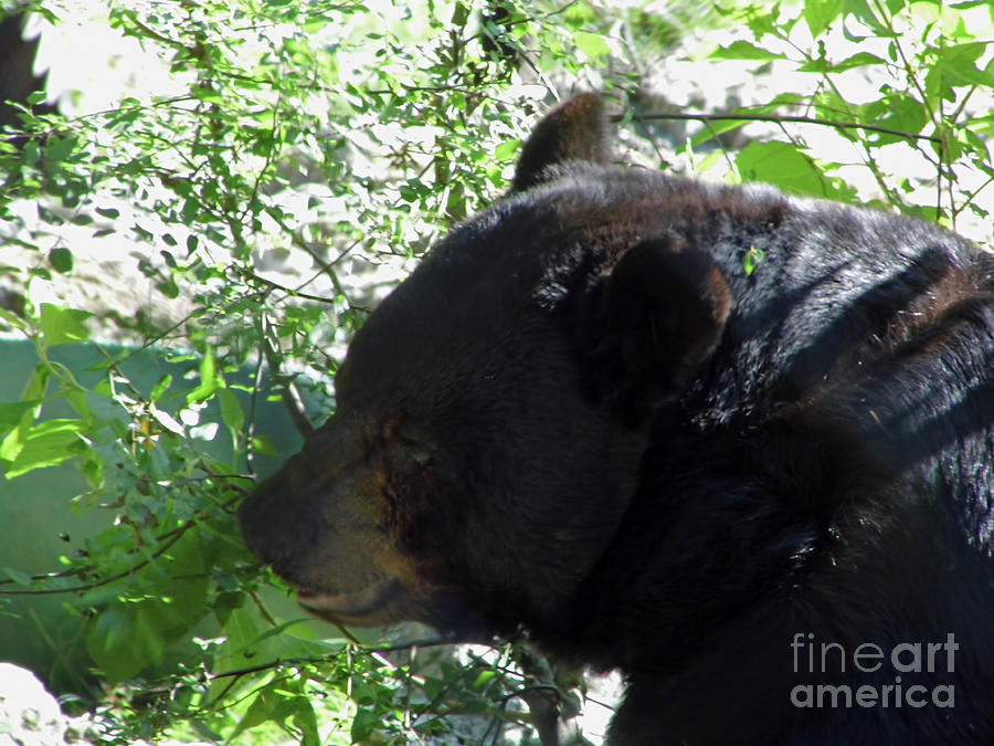 Black Bear Up Close Photograph by D Hackett