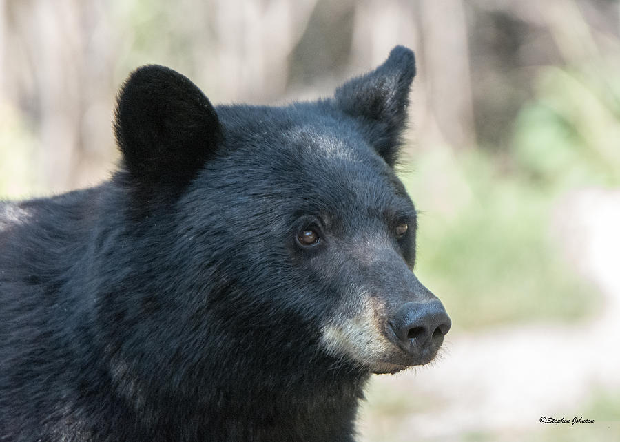 Black Bear Up Close Photograph by Stephen Johnson