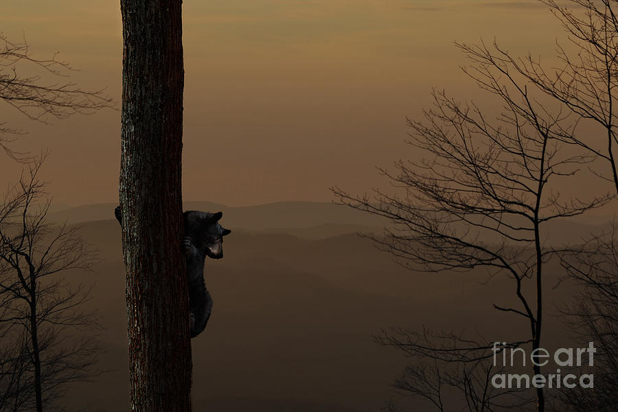Black bear up tree in the morning - composite Photograph by Dan Friend