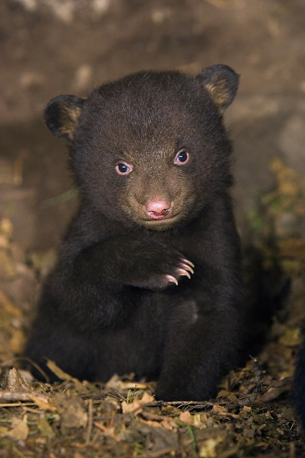 Black Bear Ursus Americanus 7 Week Old Photograph by Suzi Eszterhas