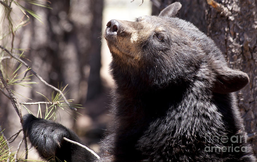 Black Bear - Ursus americanus Photograph by Anthony Totah