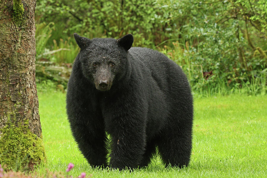 Black Bear visitor Photograph by Inge Riis McDonald