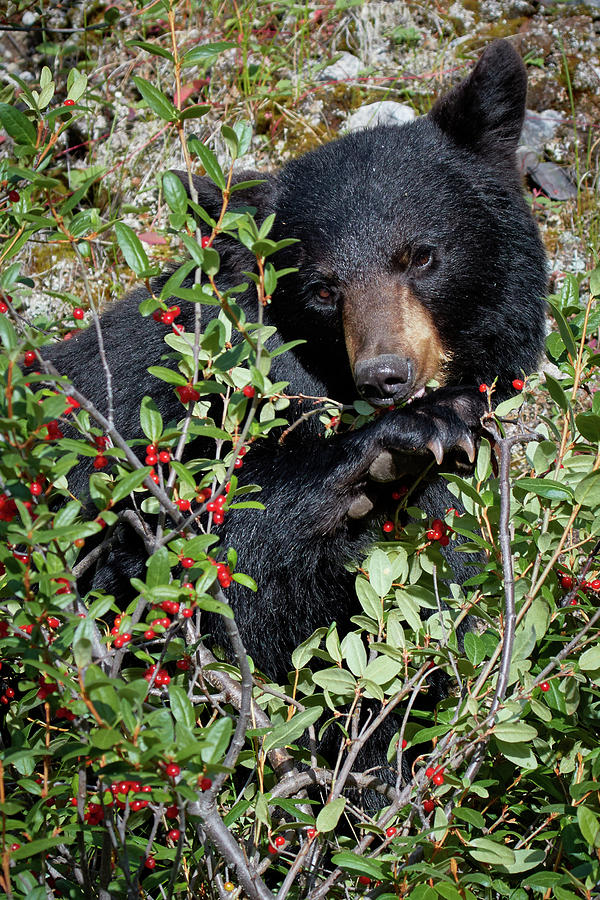 Black Bear vs Buffaloberries 1 Photograph by David Beebe