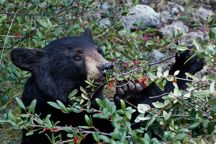 Black Bear vs Buffaloberries 2 Photograph by David Beebe