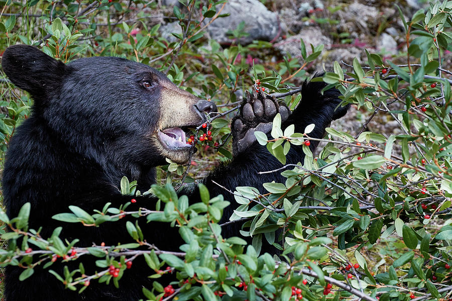 Black Bear vs Buffaloberries 3 Photograph by David Beebe