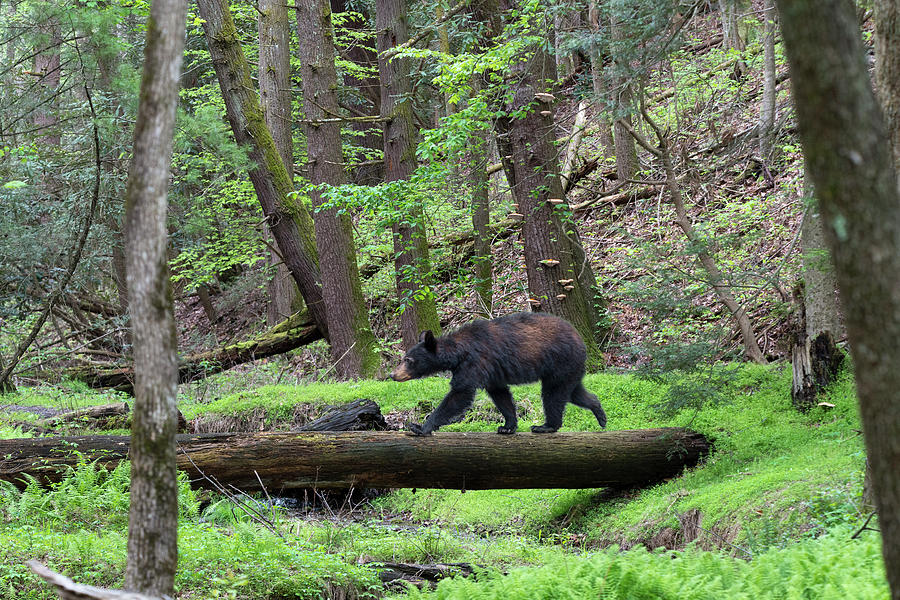 Black bear walking across log Photograph by Dan Friend