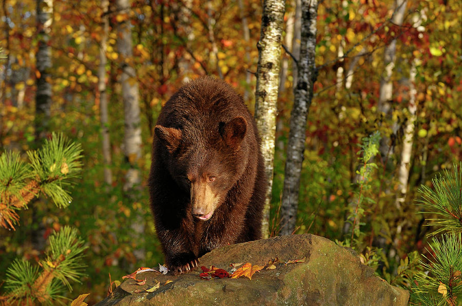Black bear walking over a rock in an Autumn forest with birch tr Photograph by Reimar Gaertner