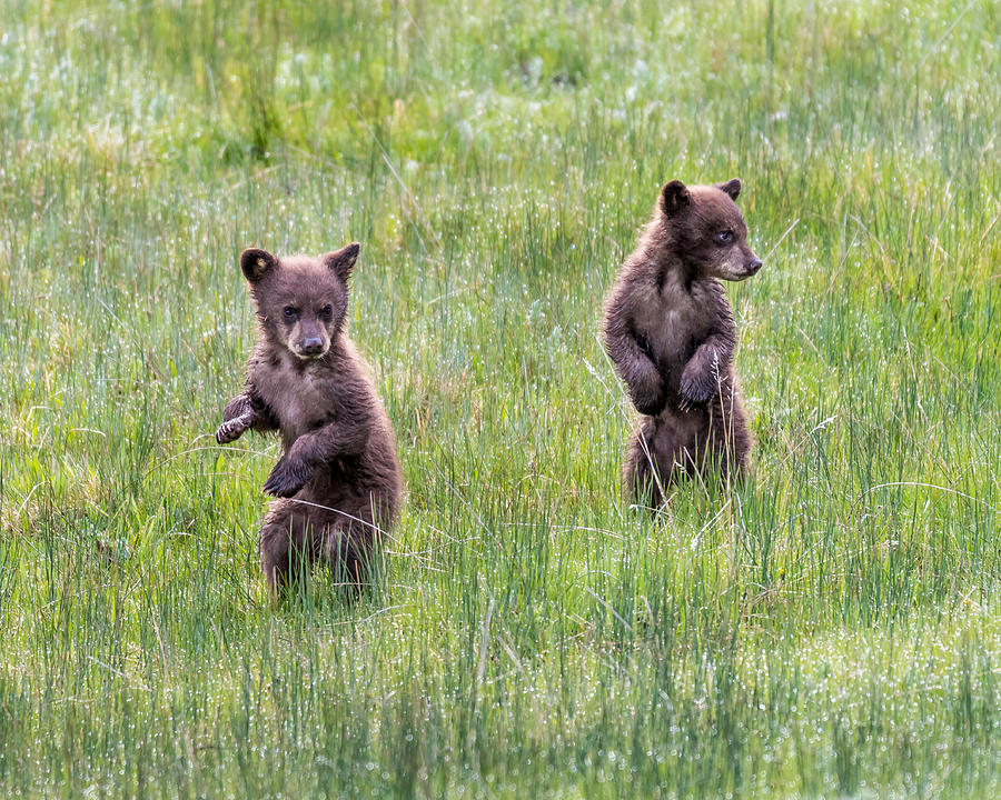 Black Bear Photograph - Black Bear Waltz by Robert Yone Black Bear Photograph - Black Bear Waltz by Robert Yone