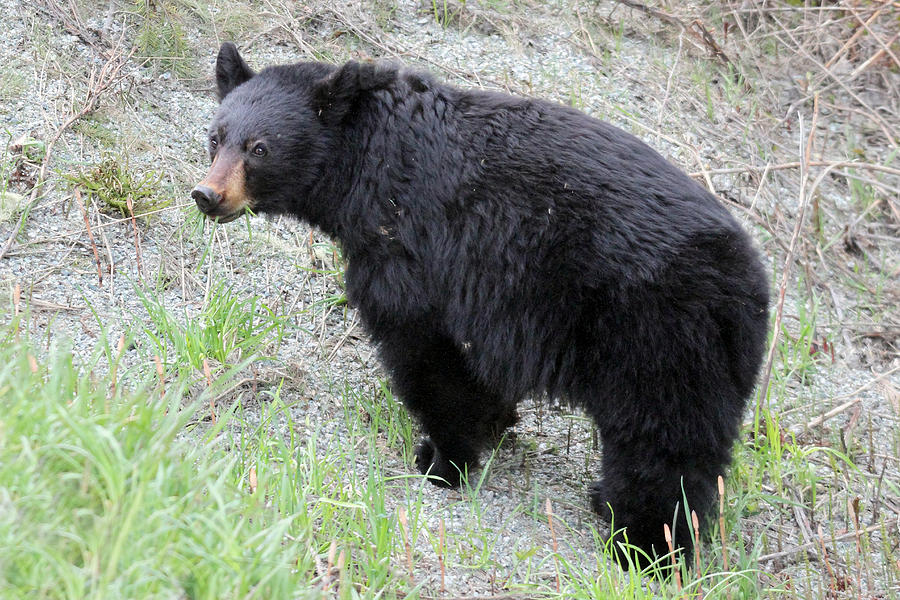 Black Bear Whistler Mountain Photograph by Pierre Leclerc Photography ...