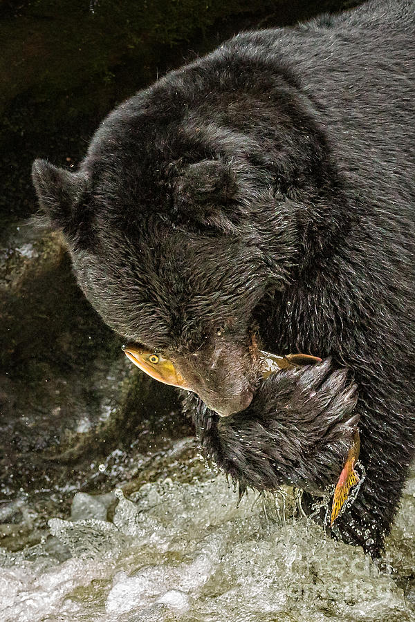 BLACK BEAR with SALMON Photograph by Alice Cahill