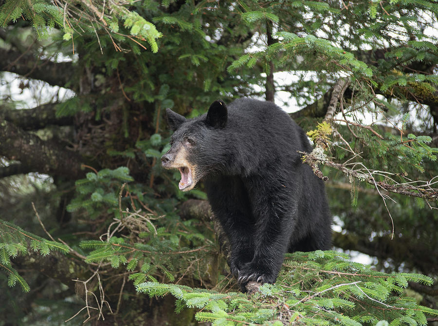 Black Bear Yawn Photograph by David Kirby