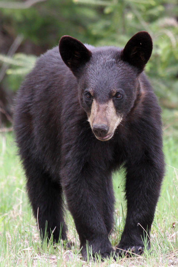 Black Bear Yearling Photograph by Sharon Fiedler - Fine Art America