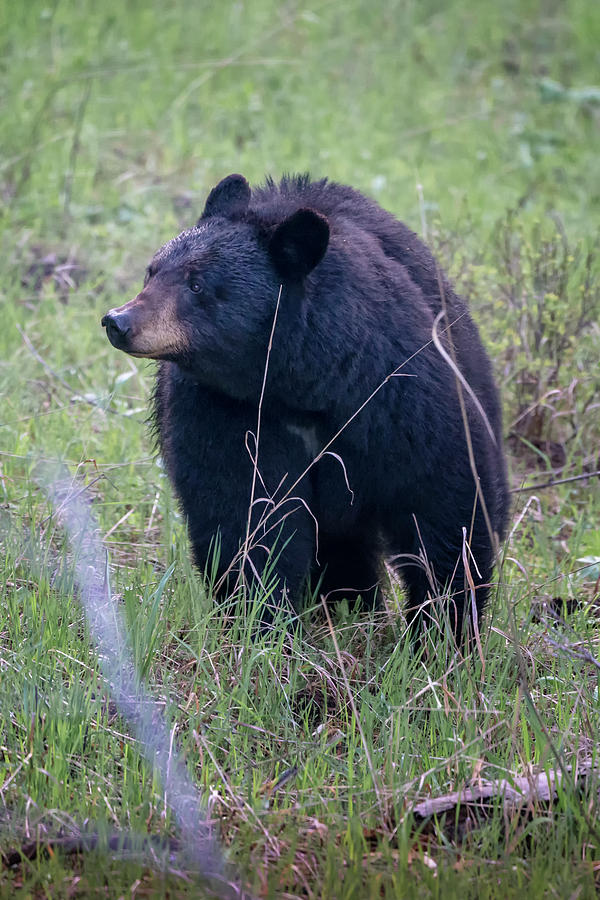 Black Bear Yellowstone NP_GRK7085_05222018 Photograph by Greg Kluempers